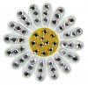 CL006-51 Sunflower white